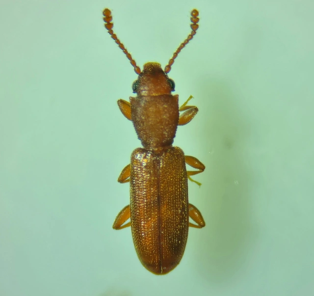 Silvanus
