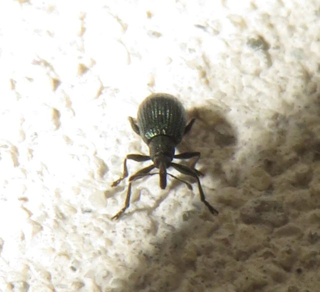 Ischnopterapion virens - lóheregyökér-cickányormányos