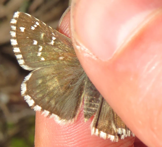 Pyrgus armoricanus - feles busalepke