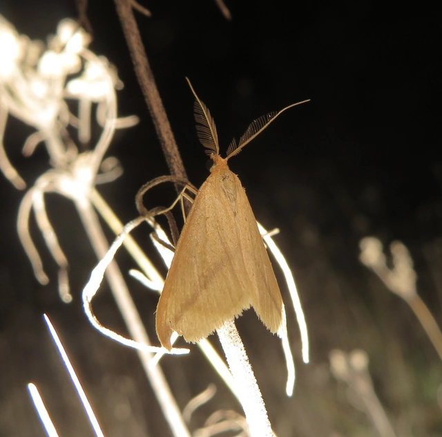Rhodometra sacraria - rózsacsíkos araszoló