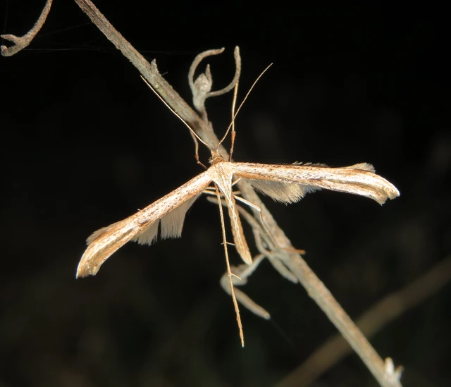 Emmelina monodactyla/argoteles