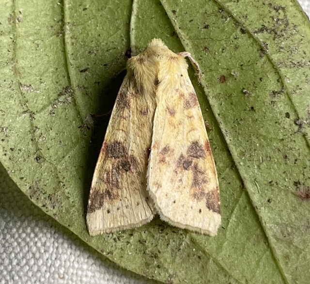 Cirrhia icteritia - nyárfa-sárgabagoly