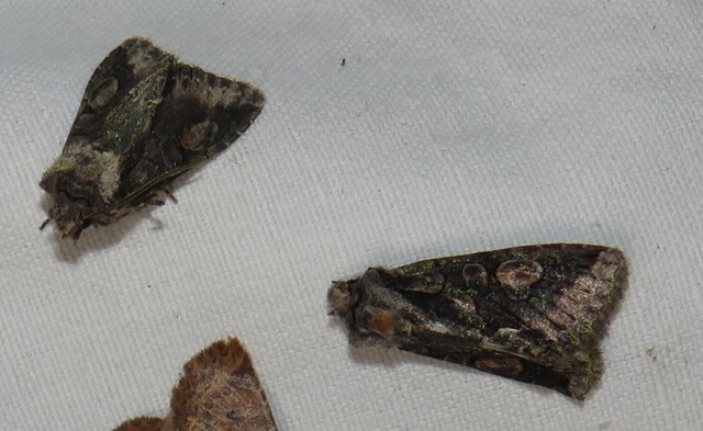 Allophyes oxyacanthae - galagonyabagoly