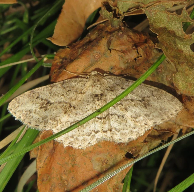 Ectropis crepuscularia - avararaszoló
