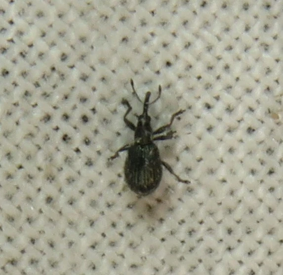 Ischnopterapion virens - lóheregyökér-cickányormányos