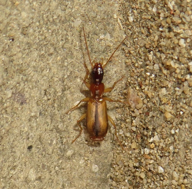 Paradromius longiceps - hosszúfejű kéregfutó