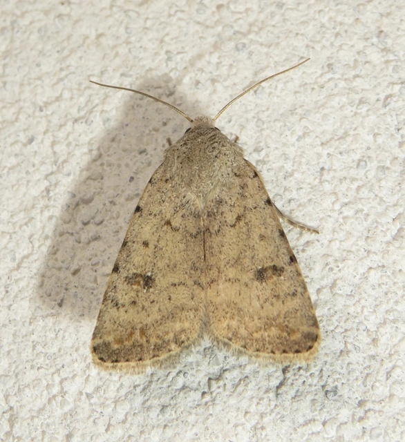 Paradrina clavipalpis - közönséges selymesbagoly