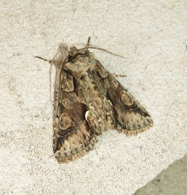 Allophyes oxyacanthae - galagonyabagoly