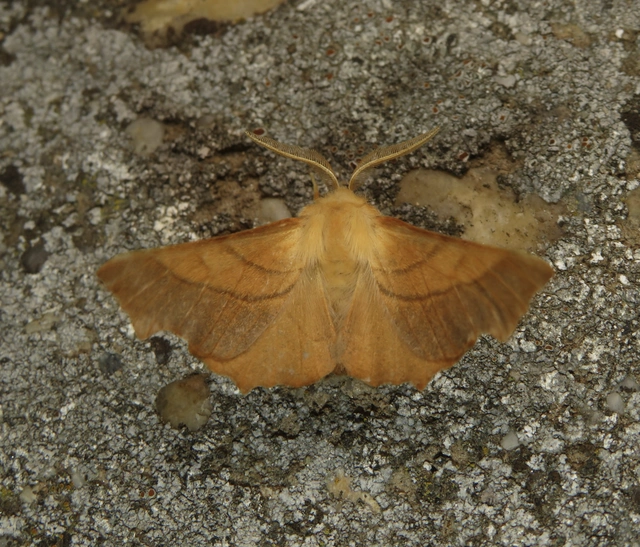 Ennomos fuscantaria - kőris-levélaraszoló