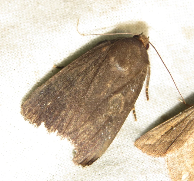 Amphipyra livida - zsírfényű bagoly