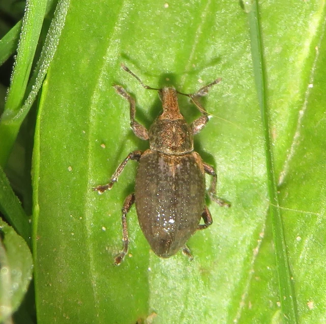 Graptus