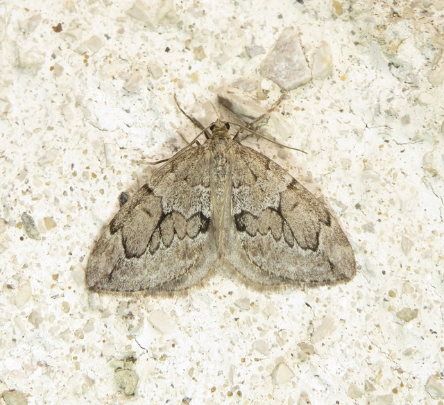 Thera juniperata - boróka-araszoló