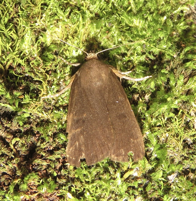 Amphipyra livida - zsírfényű bagoly