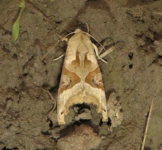 Phlogophora meticulosa - vándorló csipkésbagoly