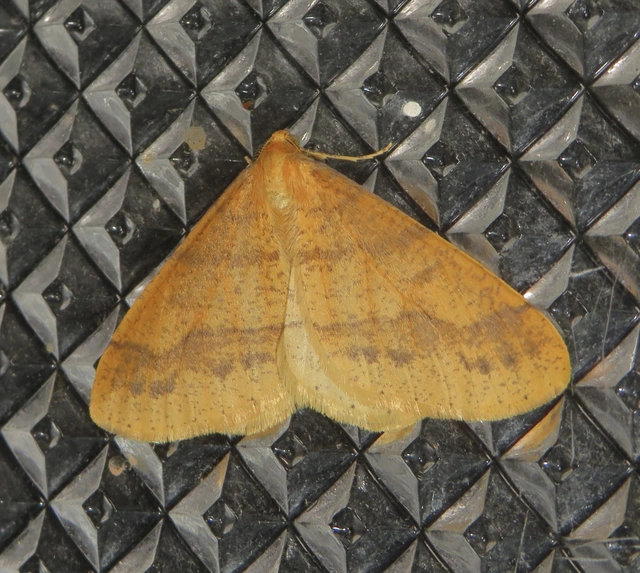 Agriopis aurantiaria - aranysárga téliaraszoló