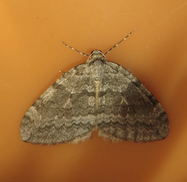 Epirrita christyi/dilutata