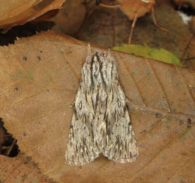 Asteroscopus sphinx - csillagnéző bundásbagoly