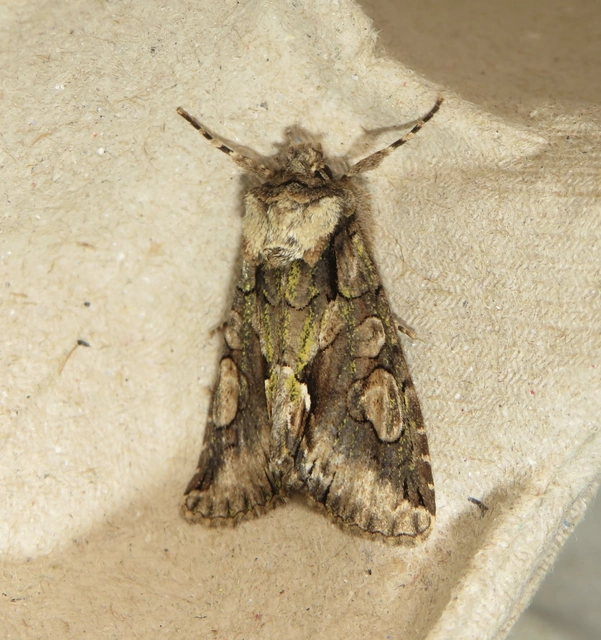 Allophyes oxyacanthae - galagonyabagoly