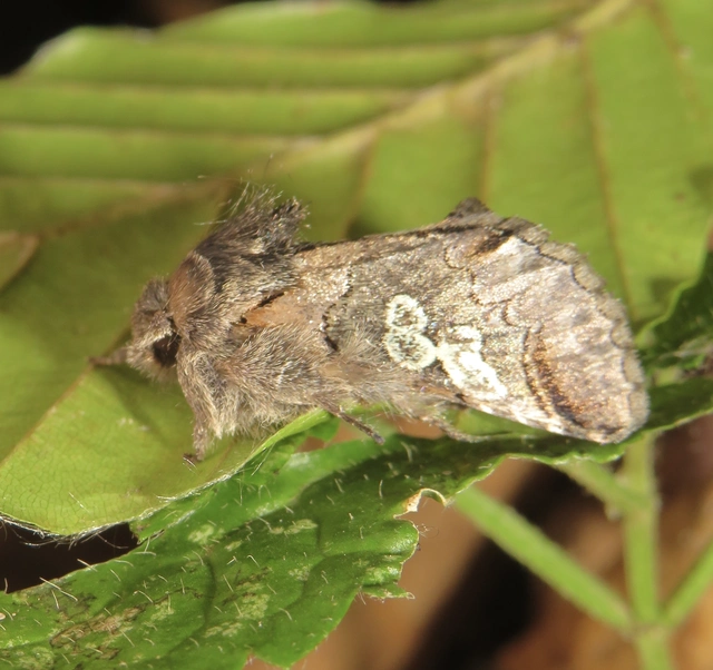Diloba caeruleocephala - őszi kékesbagoly