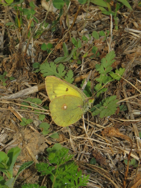 Colias erate - csángó-kéneslepke