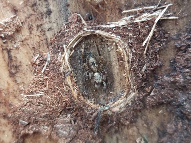 Anyphaena accentuata - jegyespók