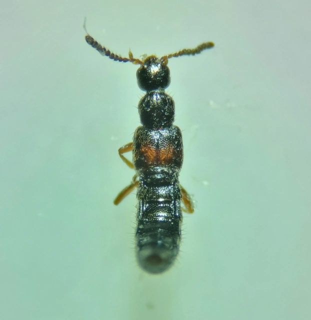 Phloeopora teres - közönséges szúvadászholyva