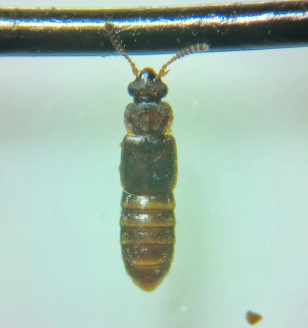 Phloeonomus pusillus - fenyves kéregholyva