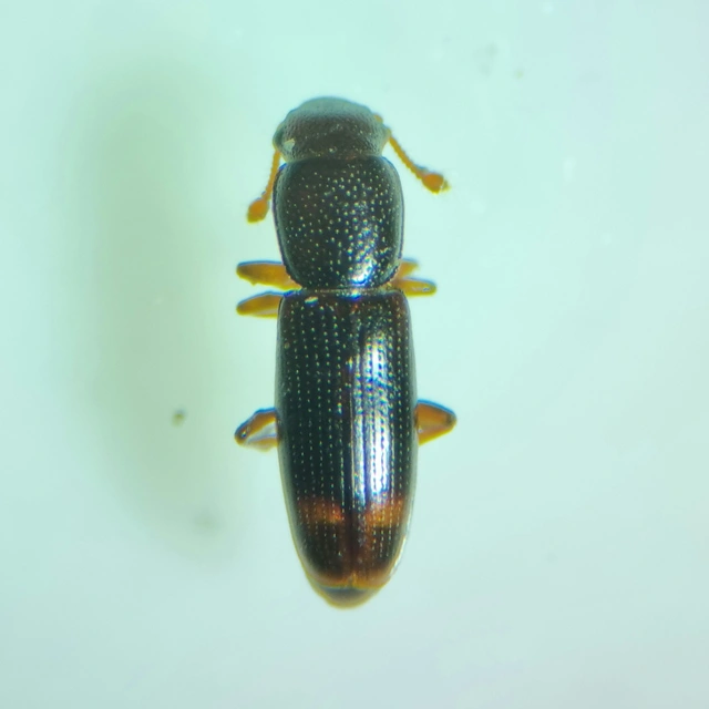 Rhizophagus bipustulatus - kétpettyes törekbogár Rhizophagus bipustulatus - kétpettyes törekbogár