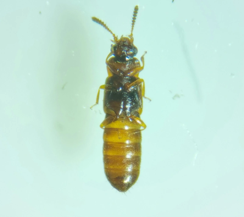 Phloeonomus