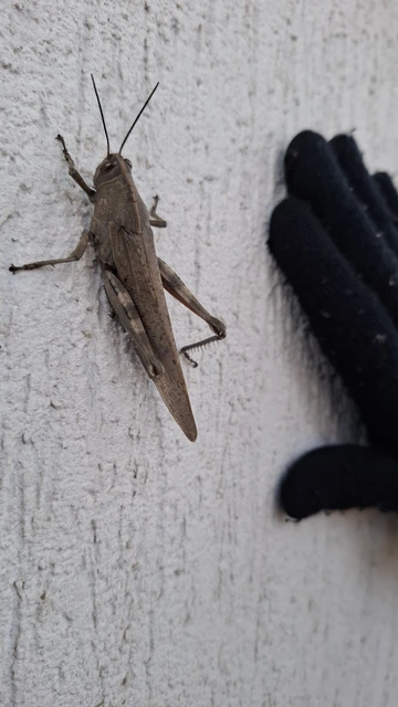 Anacridium aegyptium - egyiptomi sáska
