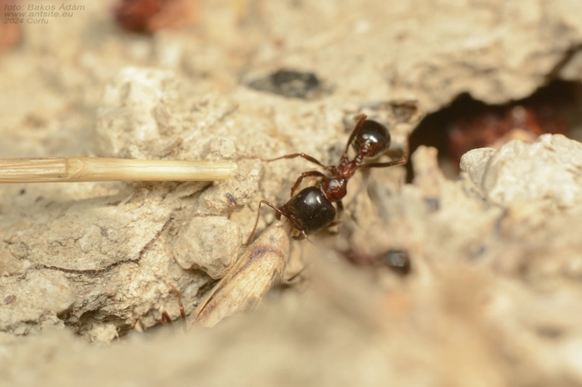 Messor wasmanni