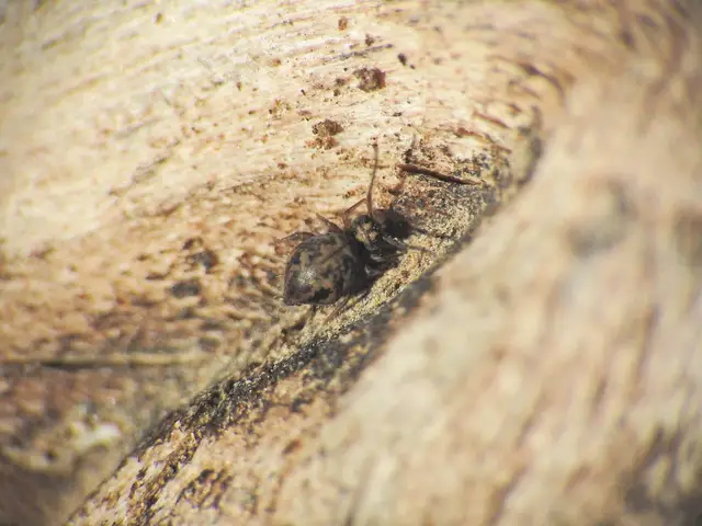 Collembola - Ugróvillások