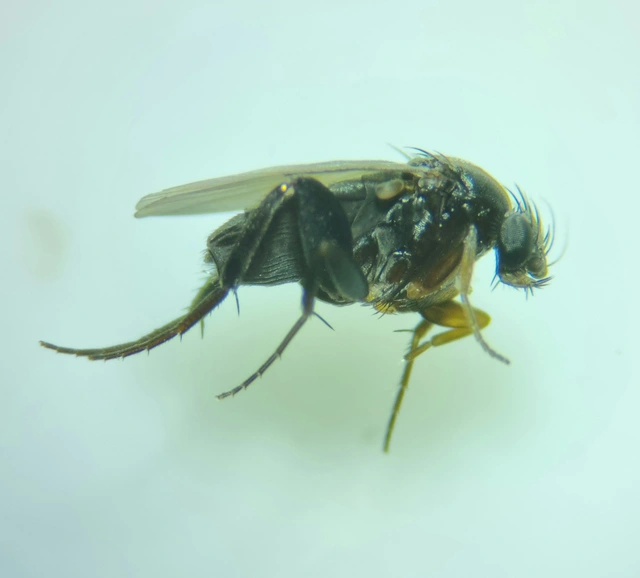 Phoridae - púposlégyfélék