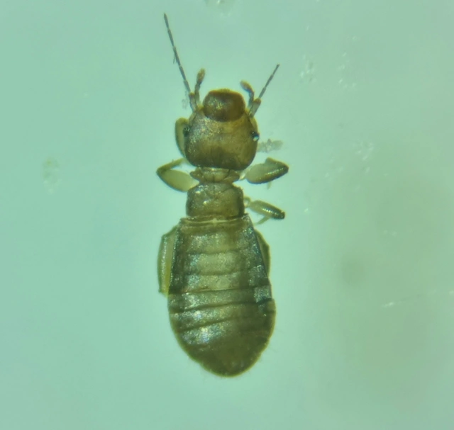 Psocoptera - Fürgetetvek