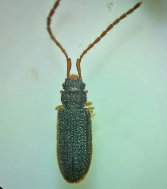 Uleiota planatus - hosszúcsápú fogasnyakú-lapbogár