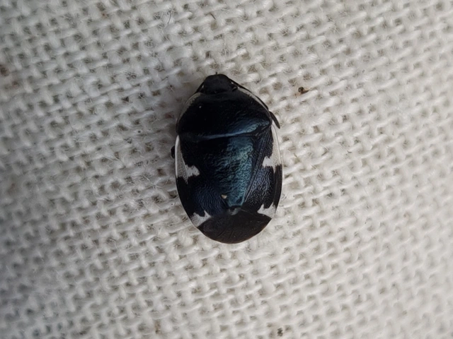 Tritomegas sexmaculatus - hatfoltos földipoloska