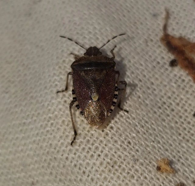 Dolycoris baccarum - közönséges bogyómászó-poloska Dolycoris baccarum - közönséges bogyómászó-poloska