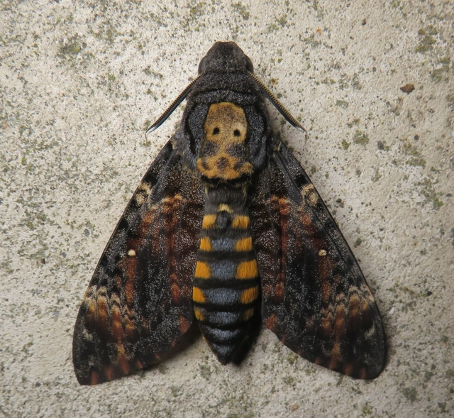 Acherontia atropos - halálfejes lepke