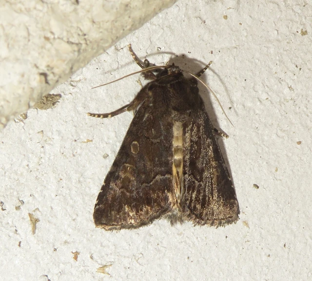 Thalpophila matura - fakó erdeibagoly