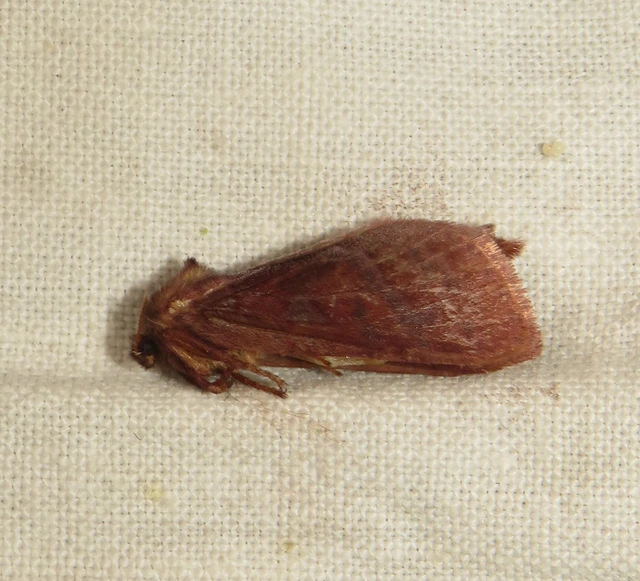 Triodia sylvina - kis gyökérrágólepke