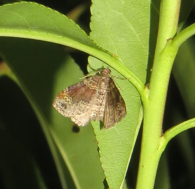 Xanthorhoe ferrugata - kerti tarkaaraszoló