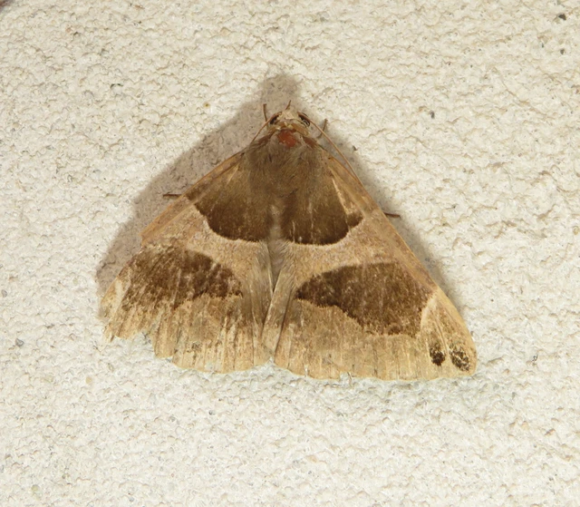 Dysgonia algira - déli porcelánbagoly