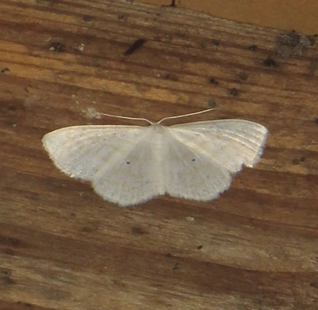 Scopula caricaria - mocsári fehéraraszoló