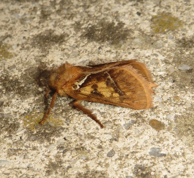 Triodia sylvina - kis gyökérrágólepke