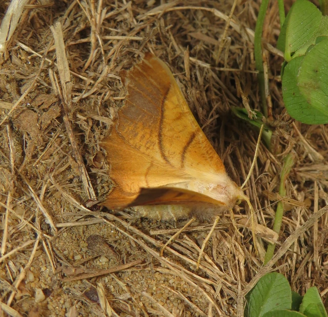 Ennomos fuscantaria - kőris-levélaraszoló