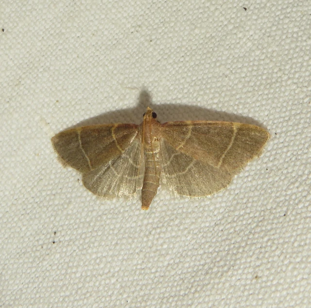 Hypsopygia glaucinalis - rezes fényilonca