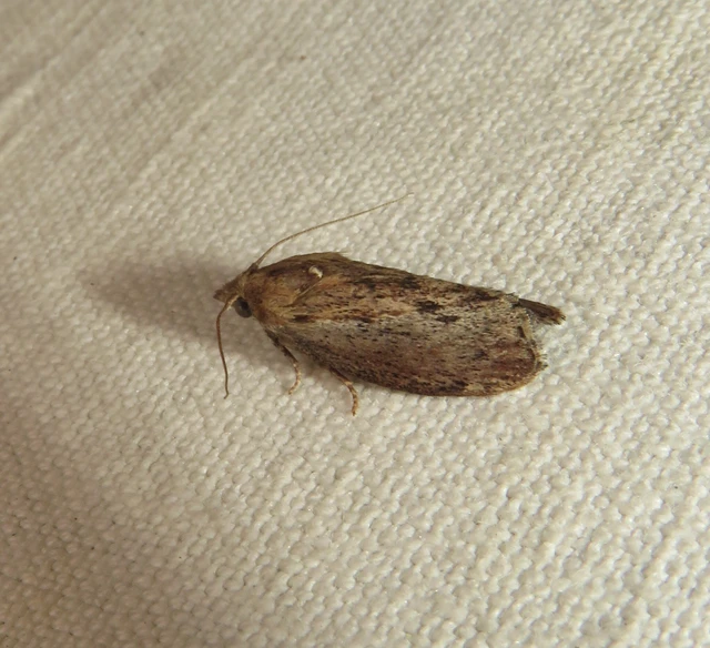 Galleria mellonella - nagy viaszmoly