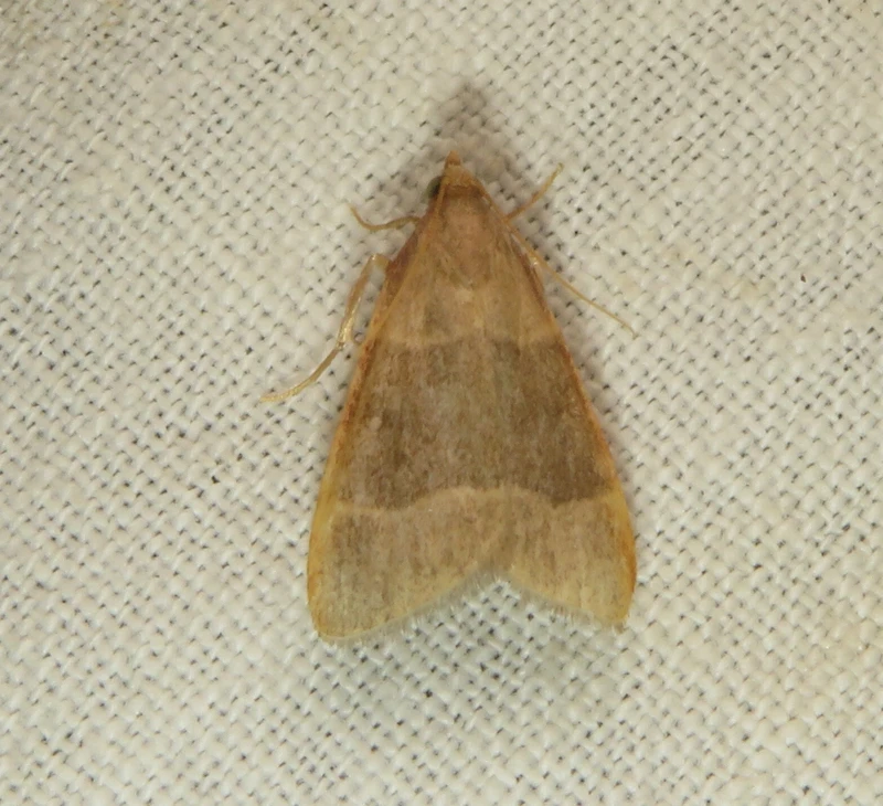 Hypsopygia incarnatalis - piros fényilonca