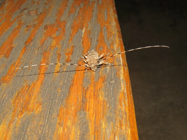Acanthocinus aedilis - nagy daliáscincér