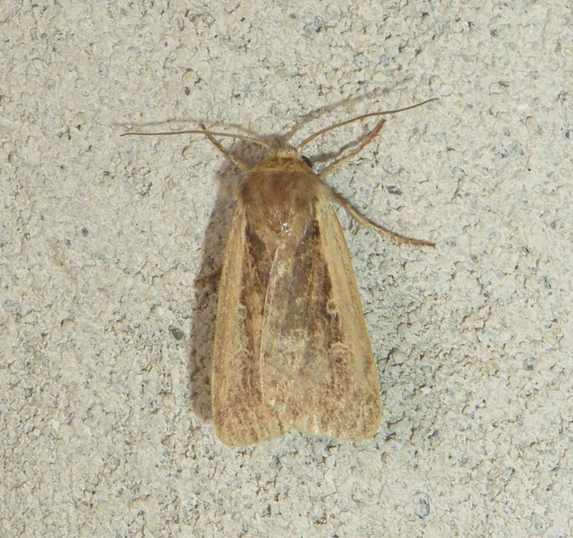 Ochropleura plecta - fehérszegélyű fűbagoly